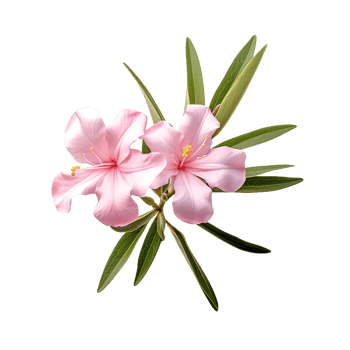 Oleander isolated on transparent background png