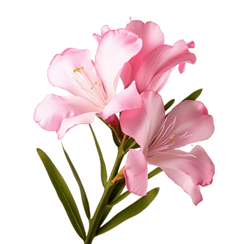 Oleander isolated on transparent background png