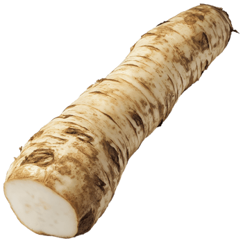 Horseradish isolated, Horseradish vegetable Clipart, Fresh Horseradish root illustration png