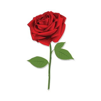 Red rose flower, green leaf with white background. vector