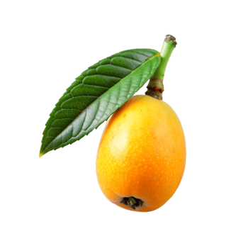 Fresh Loquat isolated png
