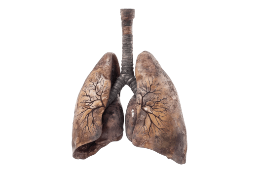 Smokers lungs isolated on transparent background. png