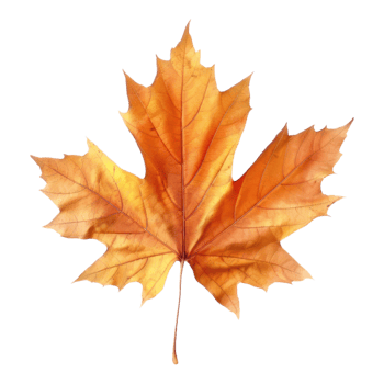 Autumn maple leaf isolated on transparent background png