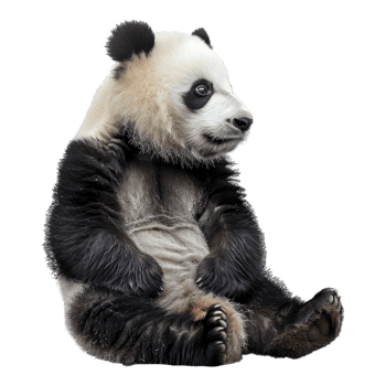 Panda isolated on transparent background png