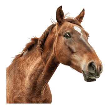 Shocked horse face isolated on transparent background png