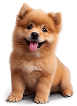 Smiling brown dog png