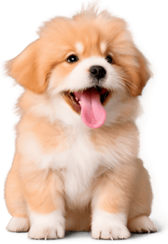 happy fluffy skin coat dog. png