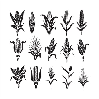silhouette of corn corn icon Concept for organic silhouette white background vector