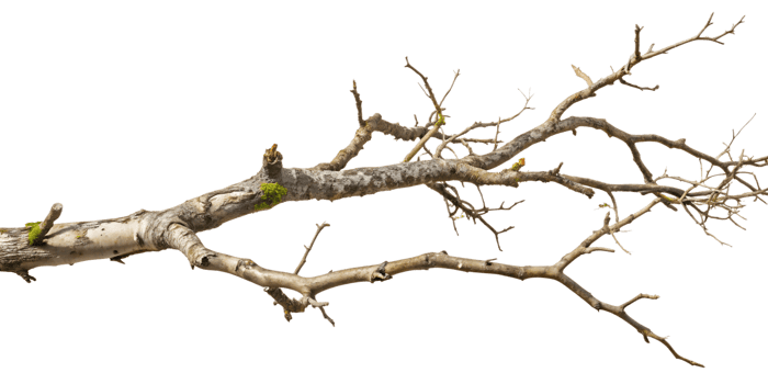 Bare tree branch with moss and lichen detail, transparent background png