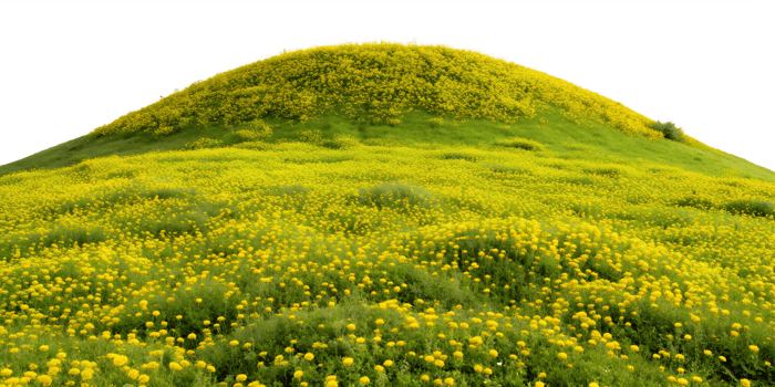Scenic hill covered in yellow flowers, isolated against transparent background png