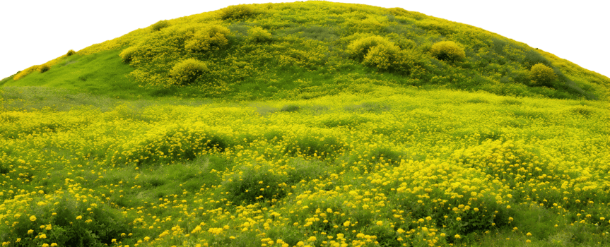 Winding path through lush green grass, isolated against transparent background png