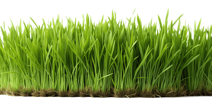 Lush green grass with visible roots, isolated against transparent background png