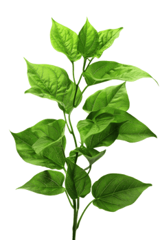 Green leaves on a black background png