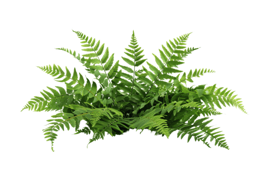 Lush Green Fern Plant Isolated on Black Background png