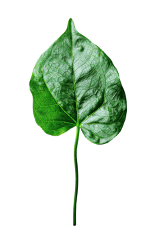 Single Green Leaf on Black Background png