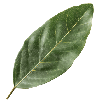 One Laurel Leaf png
