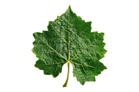 A green leaf on transparent background png