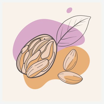 Brazil Nut Illustration vector
