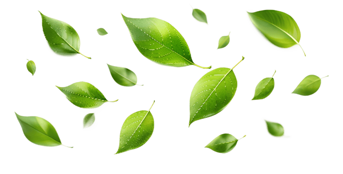 Scattered green leaves floating. Leaves . Tree, cut out transparent png