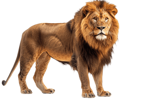 Majestic Lion Standing Proud png