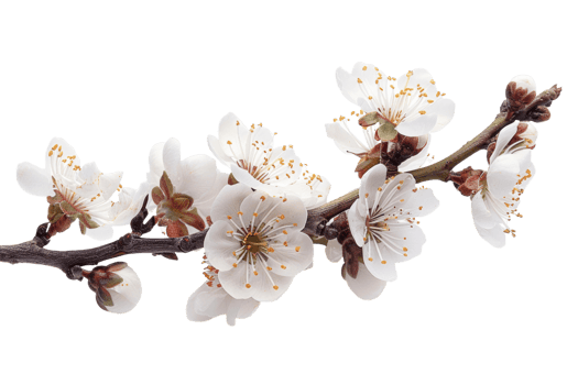 Delicate Plum Blossoms png