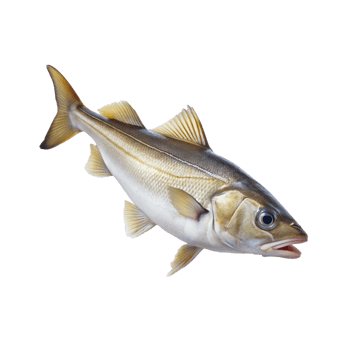 Haddock fish isolated png