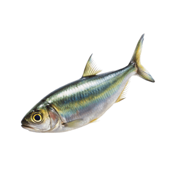 Sardine fish isolated png