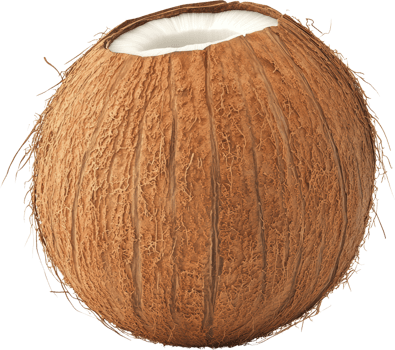 Freshly Harvested Coconut with Exposed White Flesh png