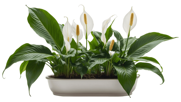 Peace Lily Spathiphyllum Wallisii in a Stylish Flower Tub Isolated on a Transparent Background Peace Lily Flower Isolated on a Transparent Background png