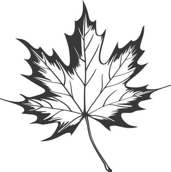 A black and white drawing of a maple leaf vector