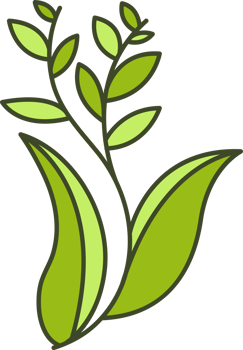 A green plant with leaves on it png