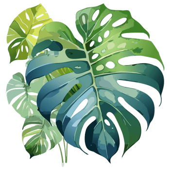 Close up green monstera leaf png