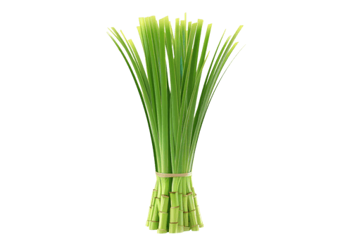 Lemongrass isolated, transparent background, , cutout. png