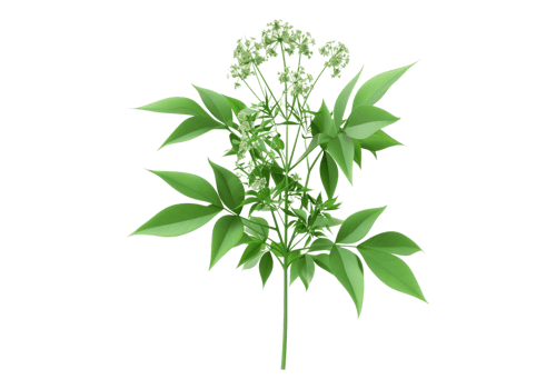 Lovage plant isolated, transparent background, , cutout. png