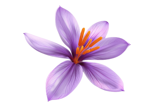 Saffron flower isolated, transparent background, , cutout. png