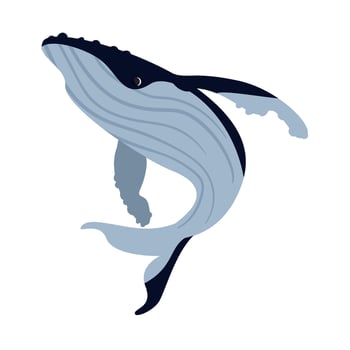 humpback sealife fauna illustration isolated vector
