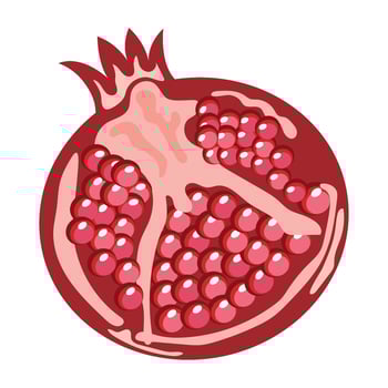 Pomegranate fruit illustration vector