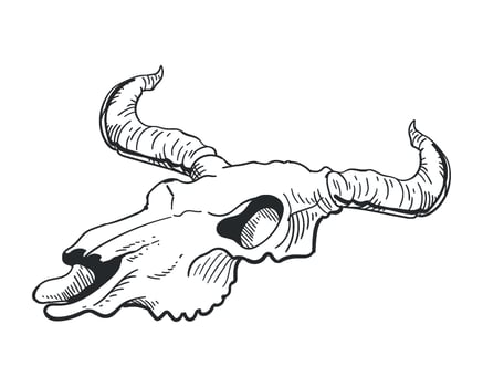 A bull skull with horns and long horns vector