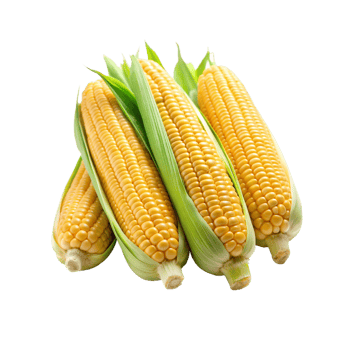 Fresh Ears Of Corn png