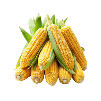 a pile of Fresh Ears Of Corn png
