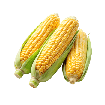 corn on cob on transparent background png