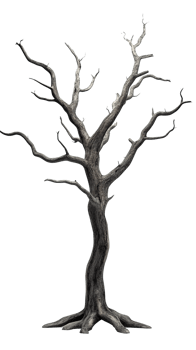 dead tree with no leaves in transparent background png