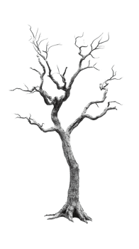 dead tree trunk in transparent background png