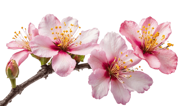 a branch adorned with beautiful flowers in full bloom isolated on a Transparent Background png