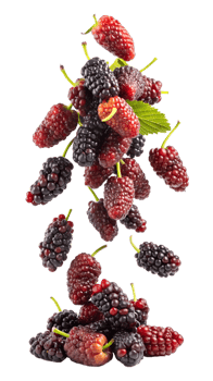 Fresh black and red mulberries in mid-air, isolated transparent png
