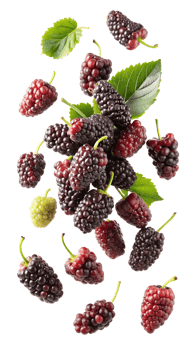 Floating mulberries with leaves, isolated transparent png