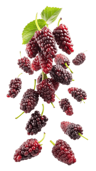 Mulberries with leaves, isolated transparent png