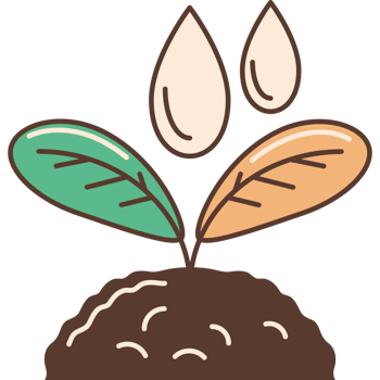 small green sprout with green leaves png