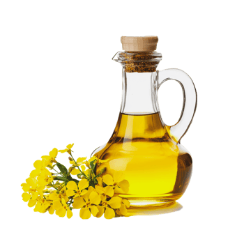 Glass bottle of golden oil with yellow flowers beside it on a white background png