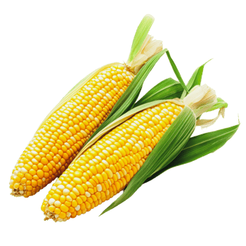 Freshly picked corn on the cob from the farm png